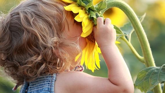 Learning about the sun from plants