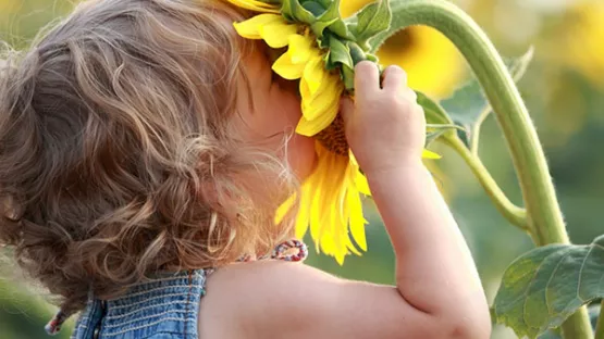 Learning about the sun from plants